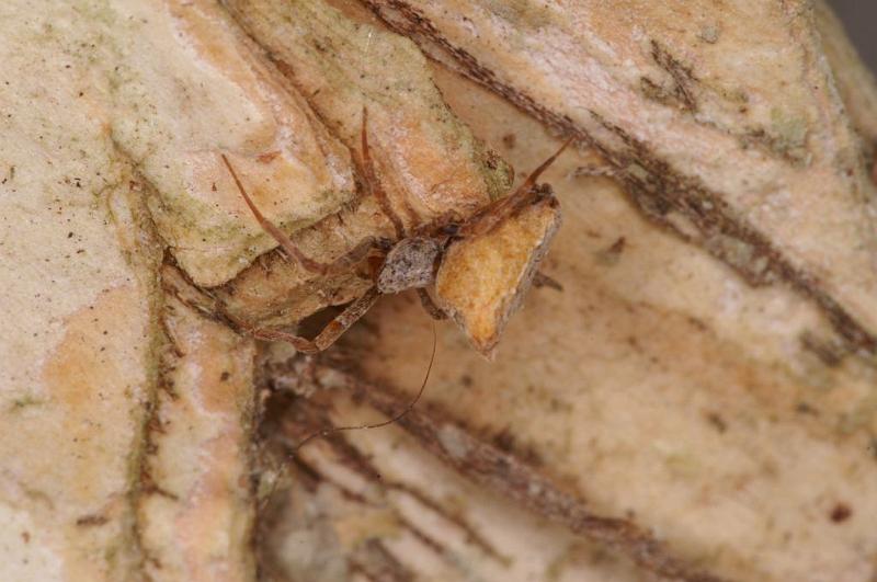 Uloborus_ZZ625_D7979_Z_89_North Stradbroke island_Australie.jpg